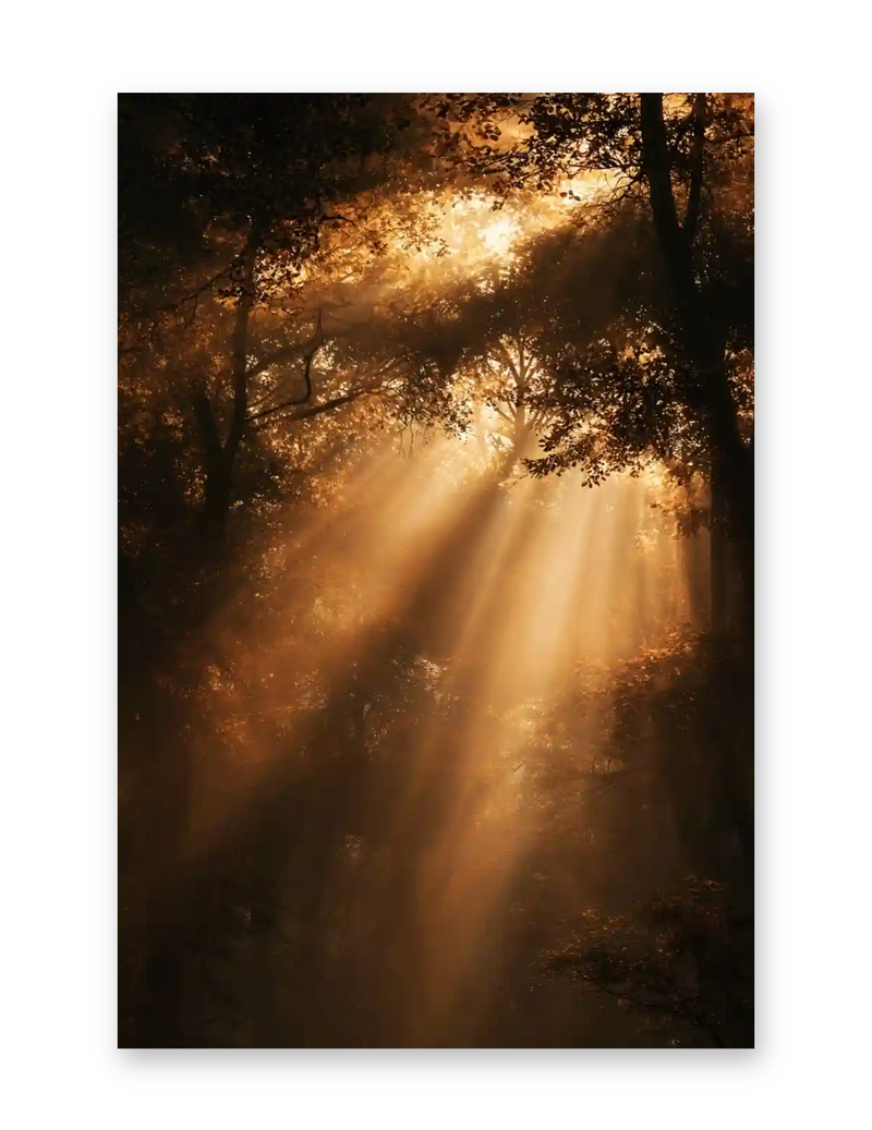 Chungus Art — Canopy Beams